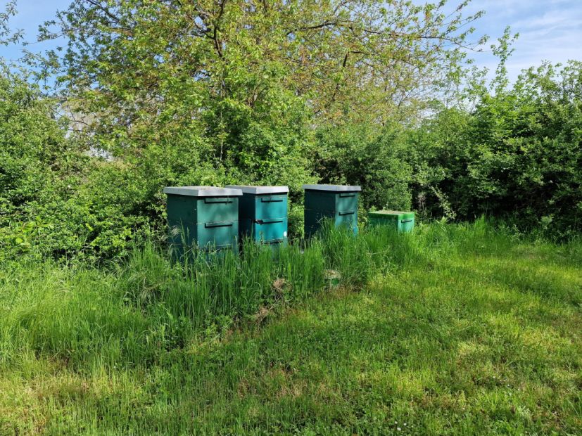Bienenstöcke auf Golfplätzen sind keine Seltenheit
