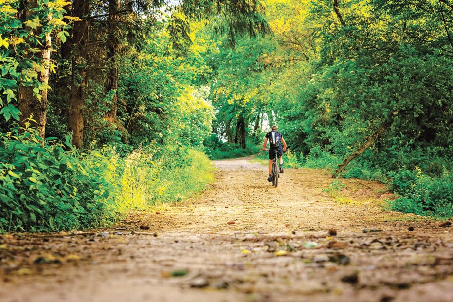Sport im Wald muss die Interessen aller Waldnutzer berücksichtigen.Foto: pixabay.com