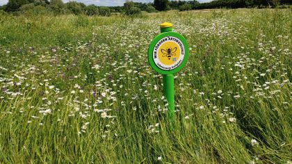 Bienenwoche zur Steigerung der Biodiversität auf hessischen Golfplätzen