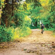 Sport im Wald muss die Interessen aller Waldnutzer berücksichtigen.Foto: pixabay.com